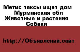 Метис таксы ищет дом - Мурманская обл. Животные и растения » Собаки   